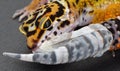 Shedding Leopard gecko pulling the skin off of his tail.