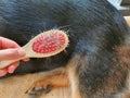 Shedding season causes dogs to lose their hair.