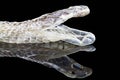 Shedding snake skin, head shot,isolated on black