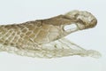 Shedding snake skin, head shot, on white background