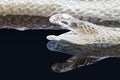 Shedding snake skin with reflection isolated on black background