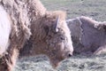 Shedding White Bison Royalty Free Stock Photo