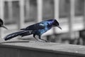 Sheen Of A Common Male Grackle In The Sun