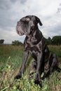 Sheeny black cane corso dog in the meadow Royalty Free Stock Photo