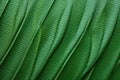 sheeny texture of a rubber plants leaf close-up Royalty Free Stock Photo