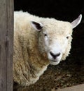 Sheep Royalty Free Stock Photo