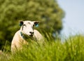 Sheep Royalty Free Stock Photo