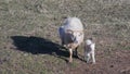 Give Birth. Sheep And Just Born Lamb