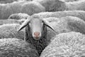 Sheep Royalty Free Stock Photo