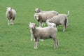 Sheep Royalty Free Stock Photo