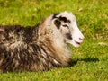 Sheep Royalty Free Stock Photo