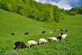 Sheep. Royalty Free Stock Photo