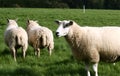 Sheep Royalty Free Stock Photo