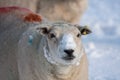 Sheep Royalty Free Stock Photo