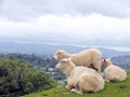Sheep On The Hill, New Zealand
