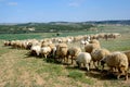 Sheep Royalty Free Stock Photo