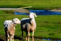 Sheep Royalty Free Stock Photo