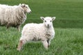 Sheep Royalty Free Stock Photo