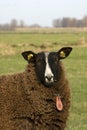 Sheep Royalty Free Stock Photo