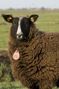 Sheep Royalty Free Stock Photo