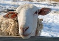 Sheep at a Snowy Farm