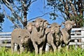 Sheep Royalty Free Stock Photo