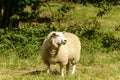 Sheep at Abbey park 01 , Lacock