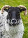 Sheep on Achill Island in Ireland