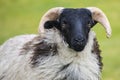 Sheep on Achill Island in Ireland
