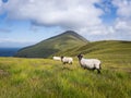 Sheep on Achill Island, Ireland Royalty Free Stock Photo