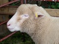 Sheep at agricultural show. Royalty Free Stock Photo