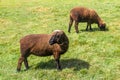 Sheep at the Agrodome farm tour in Rotorua Royalty Free Stock Photo