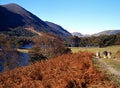 Sheep along track, Buttermere, England.