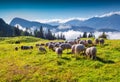 Sheep on alpine pasture in sunny summer day.