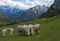 Sheep in the Alps, Slovenia Royalty Free Stock Photo