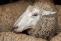 Sheep Amongst Other Sheep Waiting to be Sheared