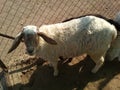 Sheep animal