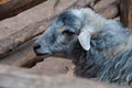 sheep, animal, , lamb, wool, mammal, goat,