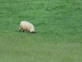 sheep animal wool meat farm grazing in the meadow quiet grass