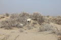 Sheep on the Aral Sea