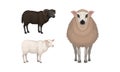 Sheep as Ruminant Domestic Mammal Kept as Livestock Vector Set