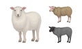 Sheep as Ruminant Domestic Mammal Kept as Livestock Vector Set