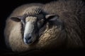 The sheep is asleep. Count sheep before they go to sleep