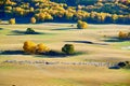 The sheep and autumn forest on the prairie Royalty Free Stock Photo