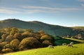 Sheep in autumnul English rural scene