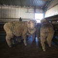 Sheep awaiting shearing