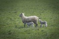 Sheep and baby in farm, Australia Royalty Free Stock Photo