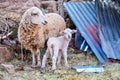 Sheep and baby lamb