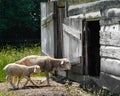 Sheep and Baby Lamb Walking into Old Fashioned Barn Royalty Free Stock Photo