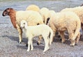 Sheep baby portrait